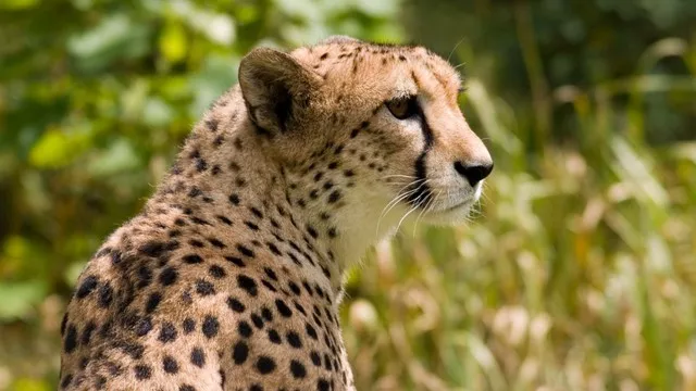 Samantha's Gepard (/in Gepardengestalt)