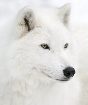 Alisha (in Wolfgestalt)