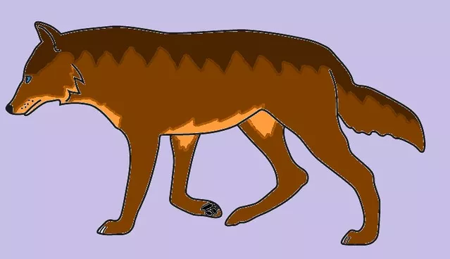 Habichtauge