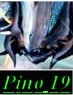 Pino19