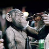 drunkenMonkey