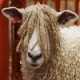 KillerSheep