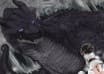 A gentle dragon of 5000 years old, it was recognized as an evil dragon without any cause.