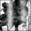naruto_pains_cerberus.jpg